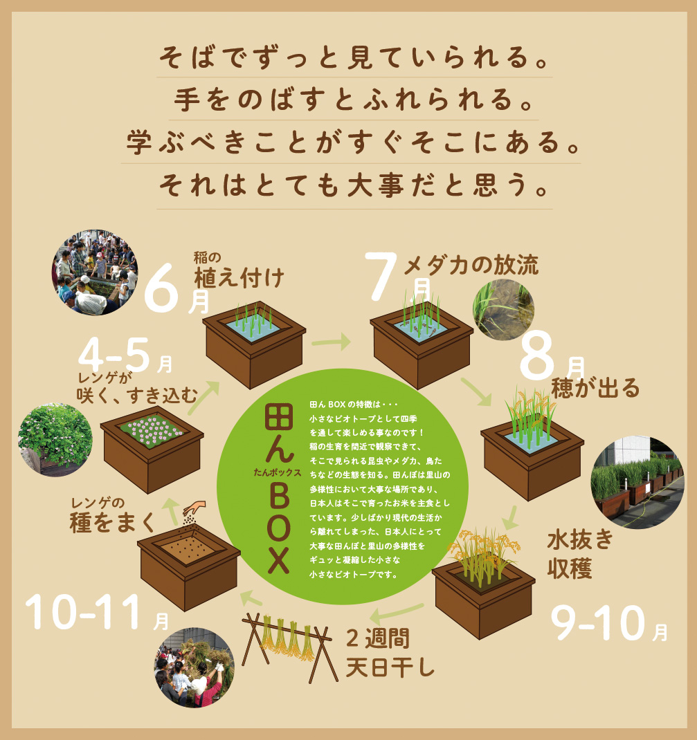 田んBOXの特徴は-小さなビオトープとして四季を通して楽しめる事なのです！稲の生育を間近で観察できて、そこで見られる昆虫やメダカ、鳥たちなどの生態を知る。田んぼは里山の多様性において大事な場所であり、日本人はそこで育ったお米を主食としています。少しばかり現代の生活から離れてしまった、日本人にとって大事な田んぼと里山の多様性をギュッと凝縮した小さな小さなビオトープです。