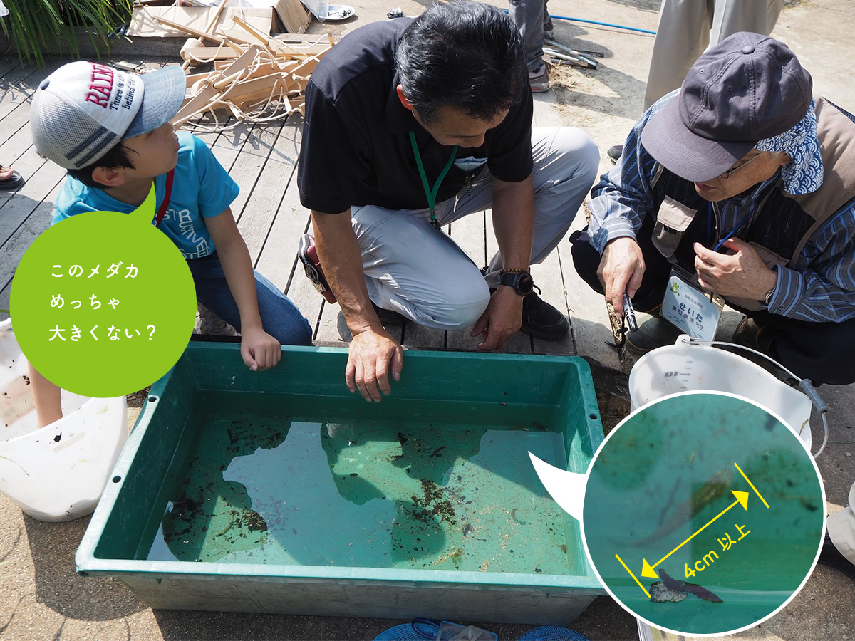 古鷹山ビオトープ自然観察会：なんと古鷹山ビオトープ池にカダヤシが流入