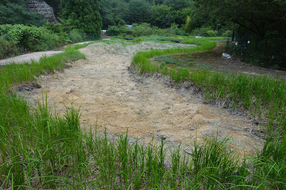 古鷹山ビオトープ自然観察会：池の浚渫後の池干し