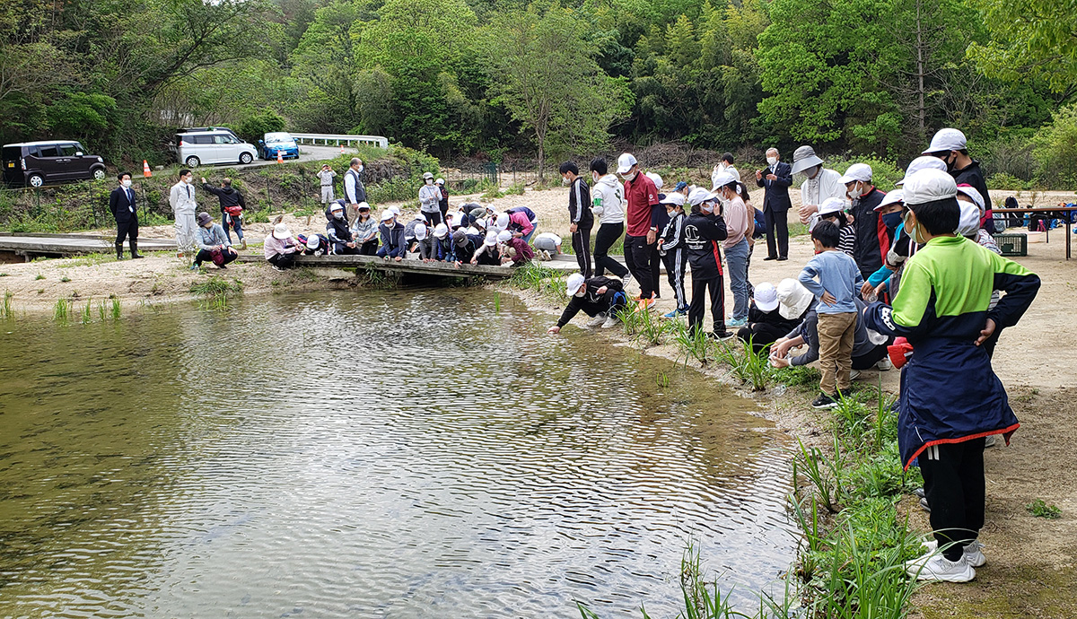 古鷹山ビオトープ自然観察会:2021年復旧工事完了後、近隣の切串小学校の児童による復旧記念のメダカの放流