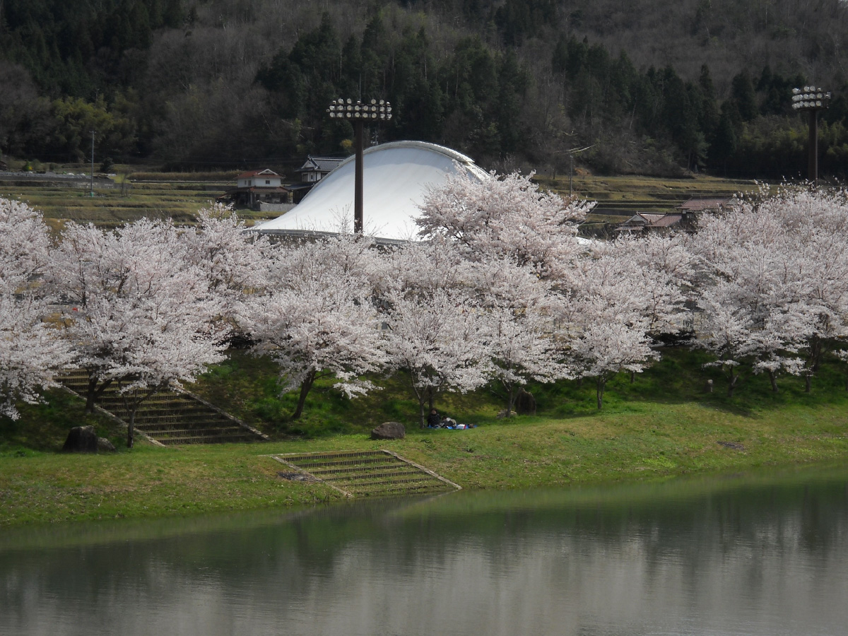 白竜湖スポーツ村公園：春は川面周辺に咲き乱れるサクラの花見場所としても有名です。