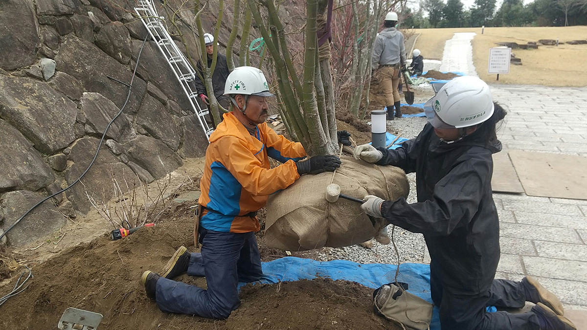行者山太光寺:大本堂の西側のモミジの移植