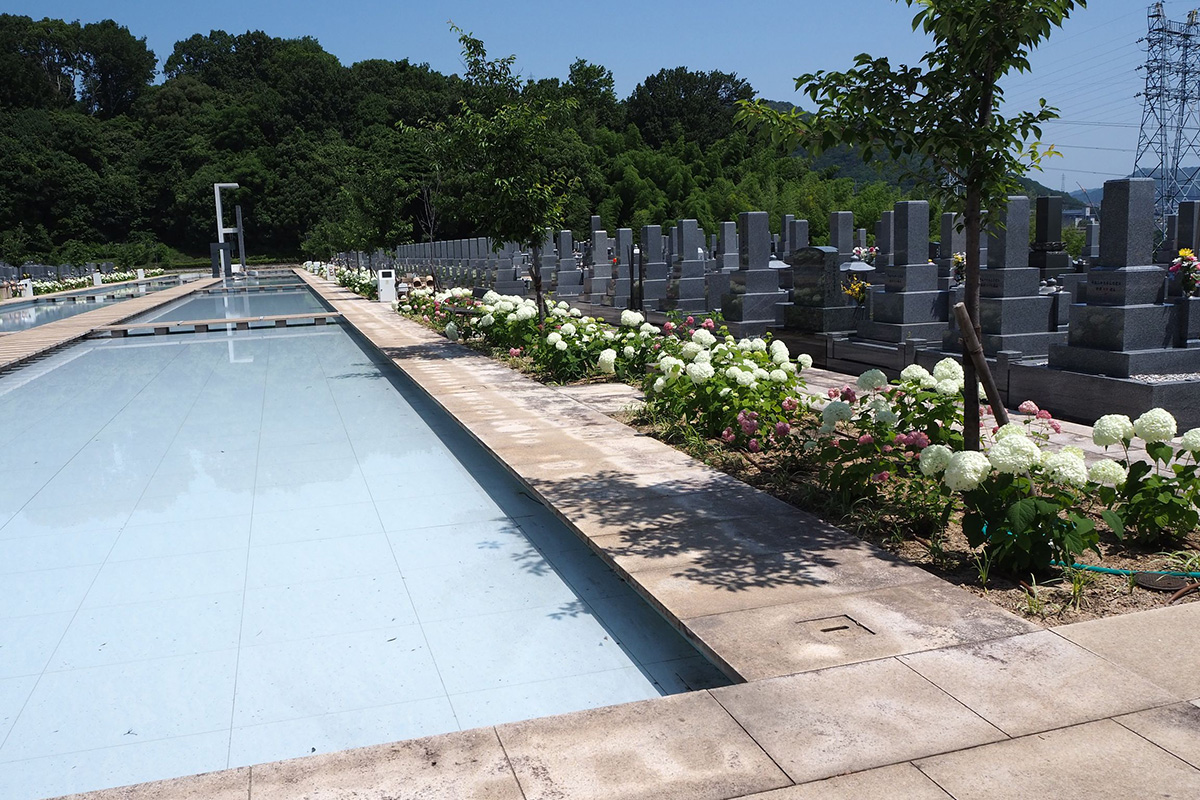 古江中央霊園では、大本堂から移植したアナベルの純白とピンクの花が墓苑を華やかに彩りました