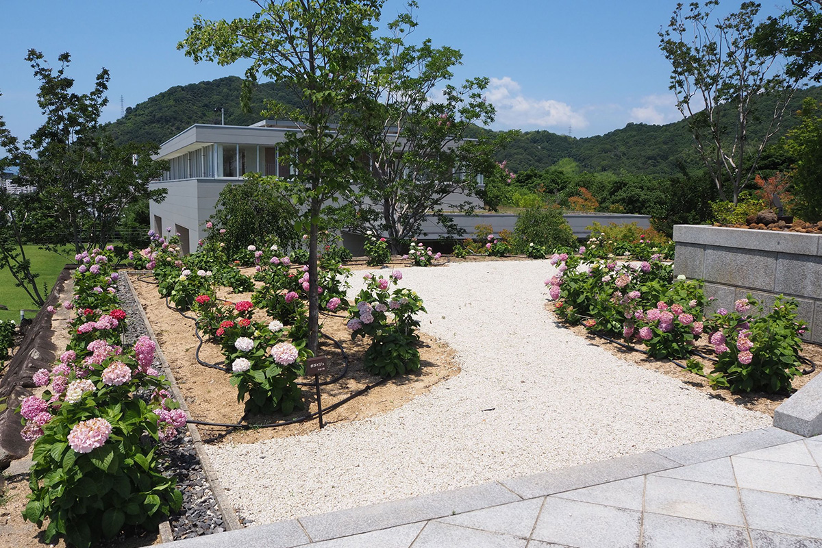 行者山太光寺:既存のアナベルを隣接している墓苑へ移植し、ゆったりと植え直した色鮮やかな大本堂前のアジサイ